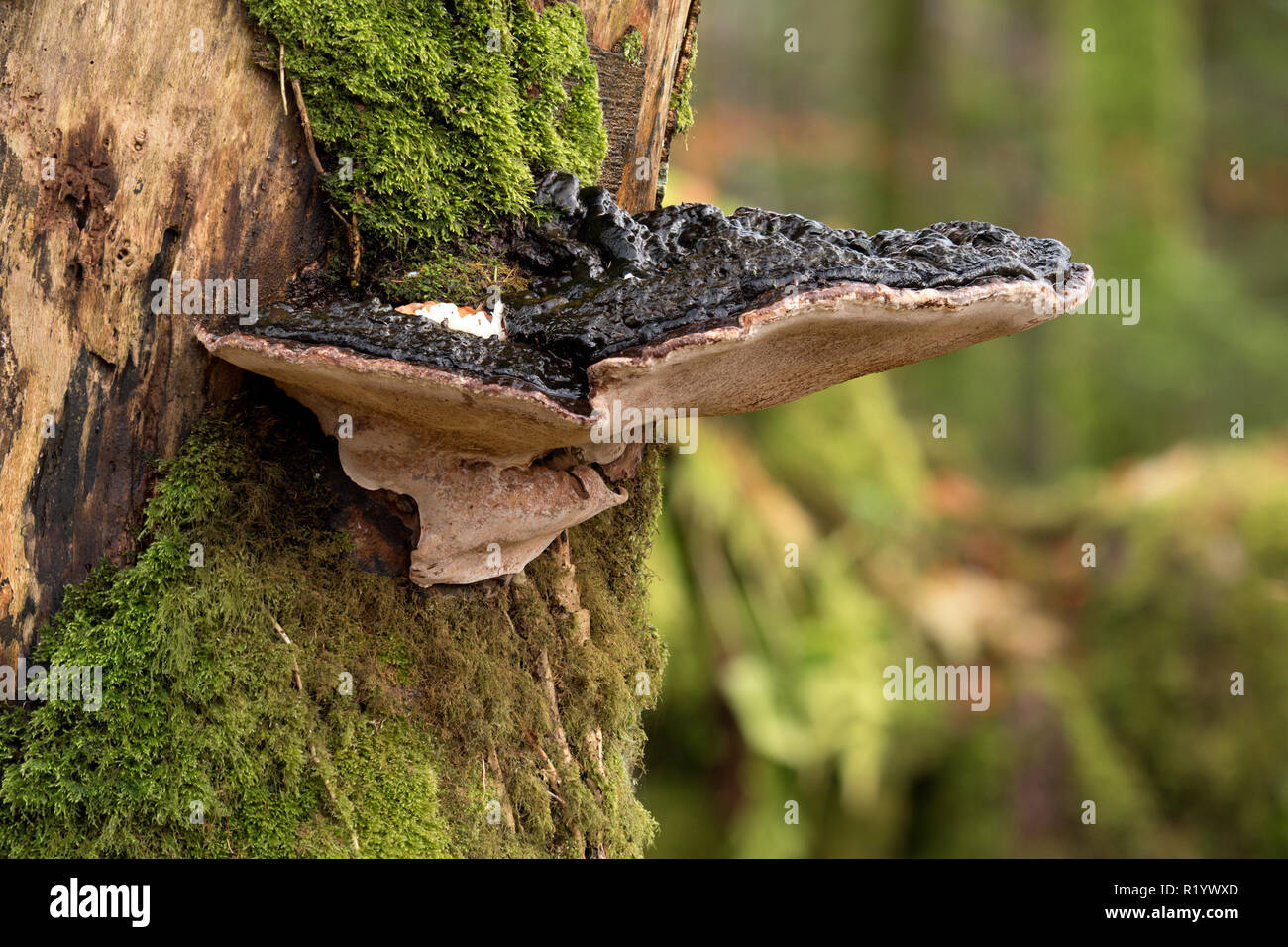 Ganoderma applanatum bracket fungus growing on trunk of beech tree. Tipperary, Ireland Stock Photo