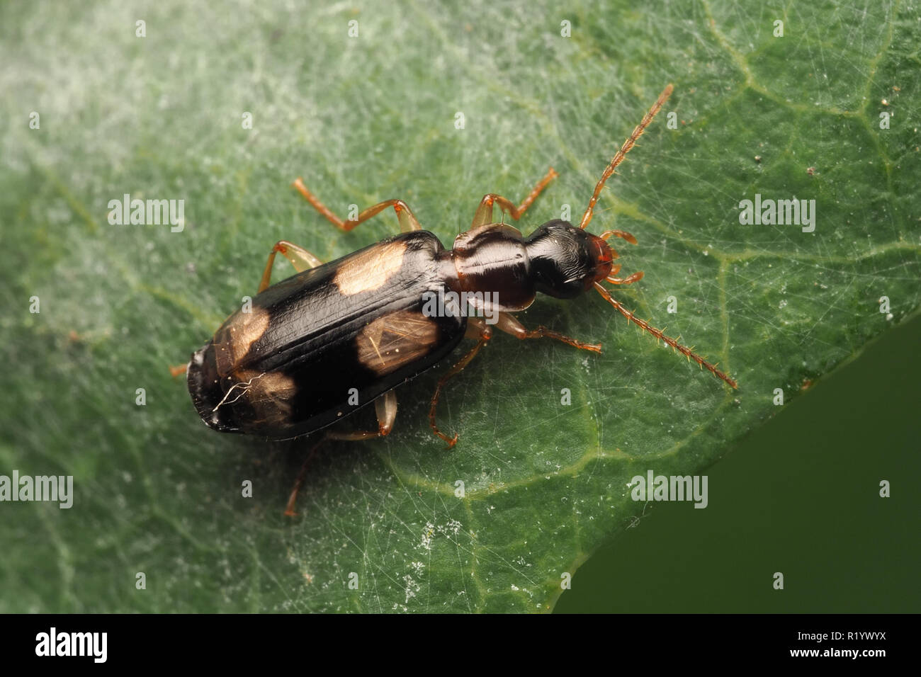 Ground Beetle (Dromius quadrimaculatus) resting on oak leaf. Tipperary, Ireland Stock Photo