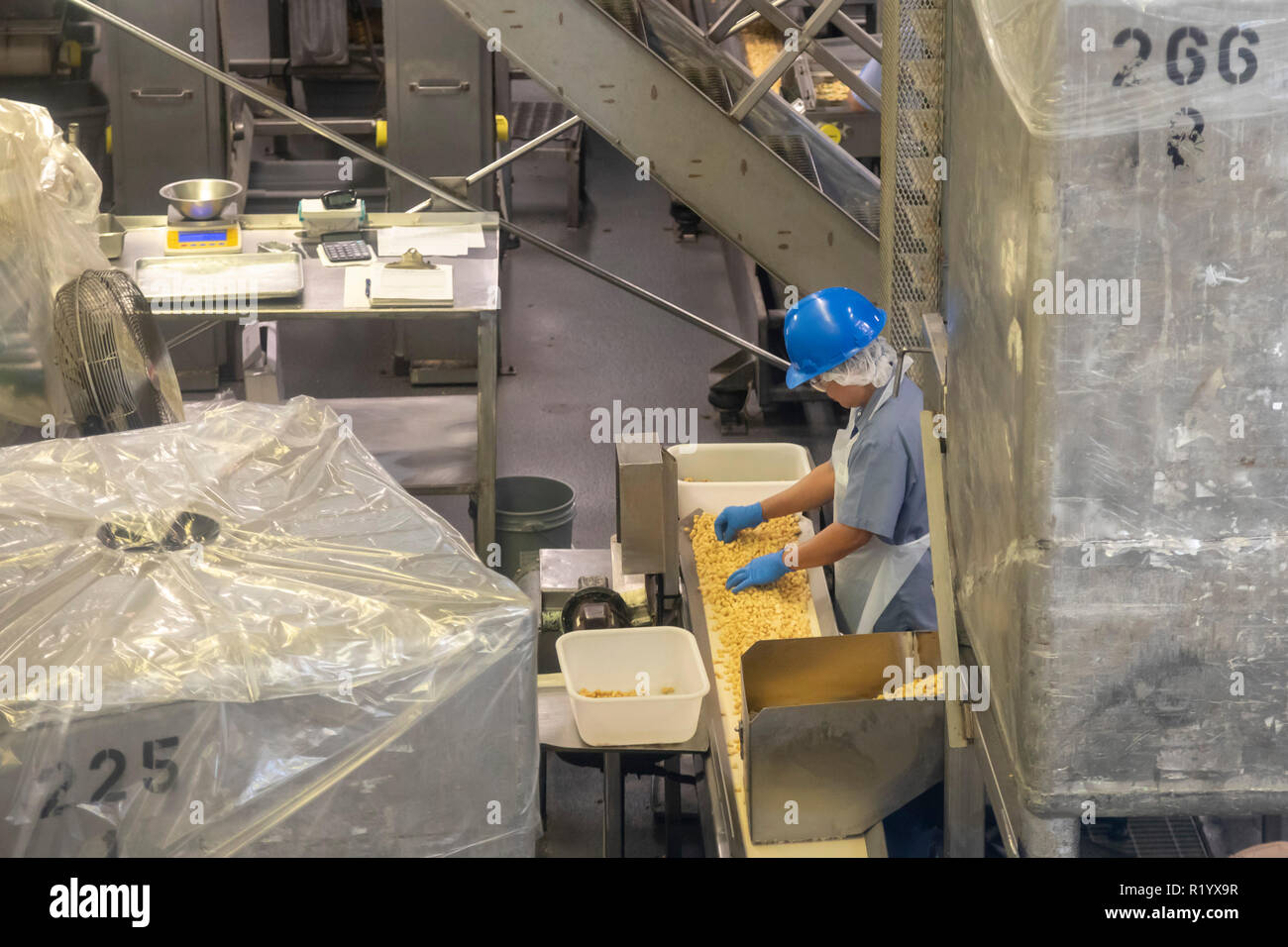 Hilo, Hawaii A worker processes macadamia nuts at the Mauna Loa