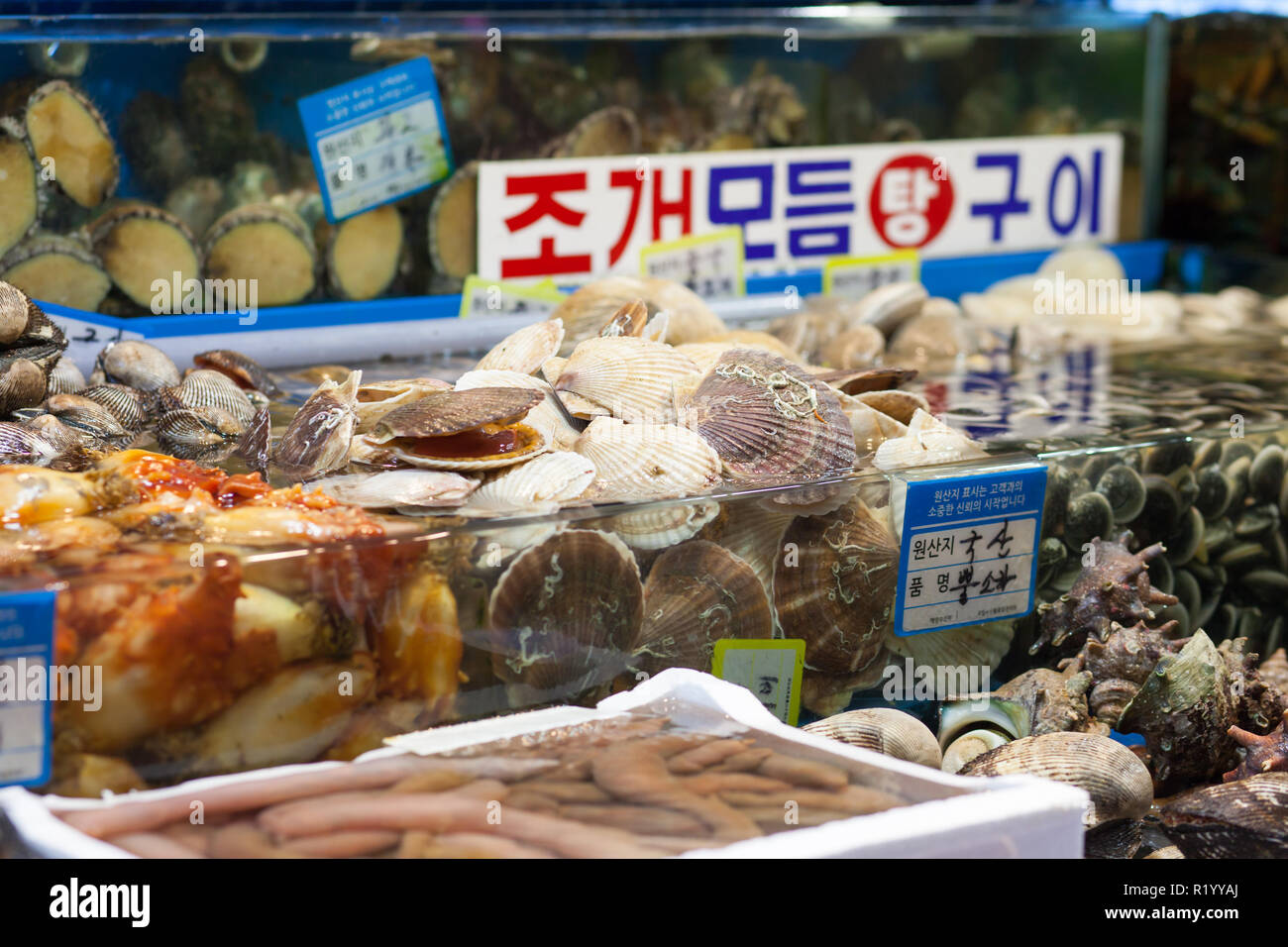Scallops and other shells at fish market, Seoul Korea Stock Photo Alamy