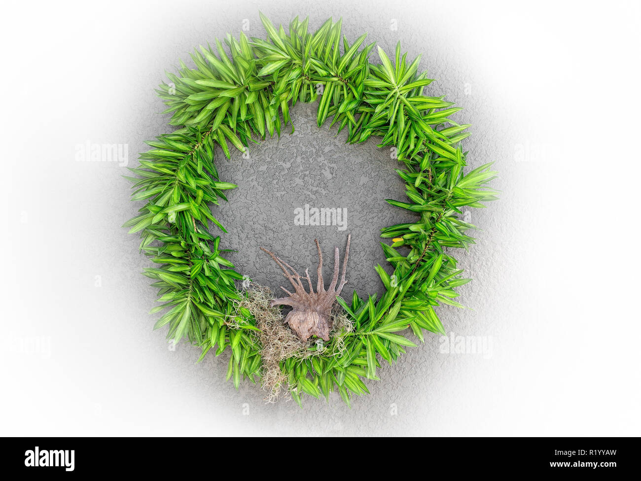 Holiday wreath made of natural Florida foliage Stock Photo