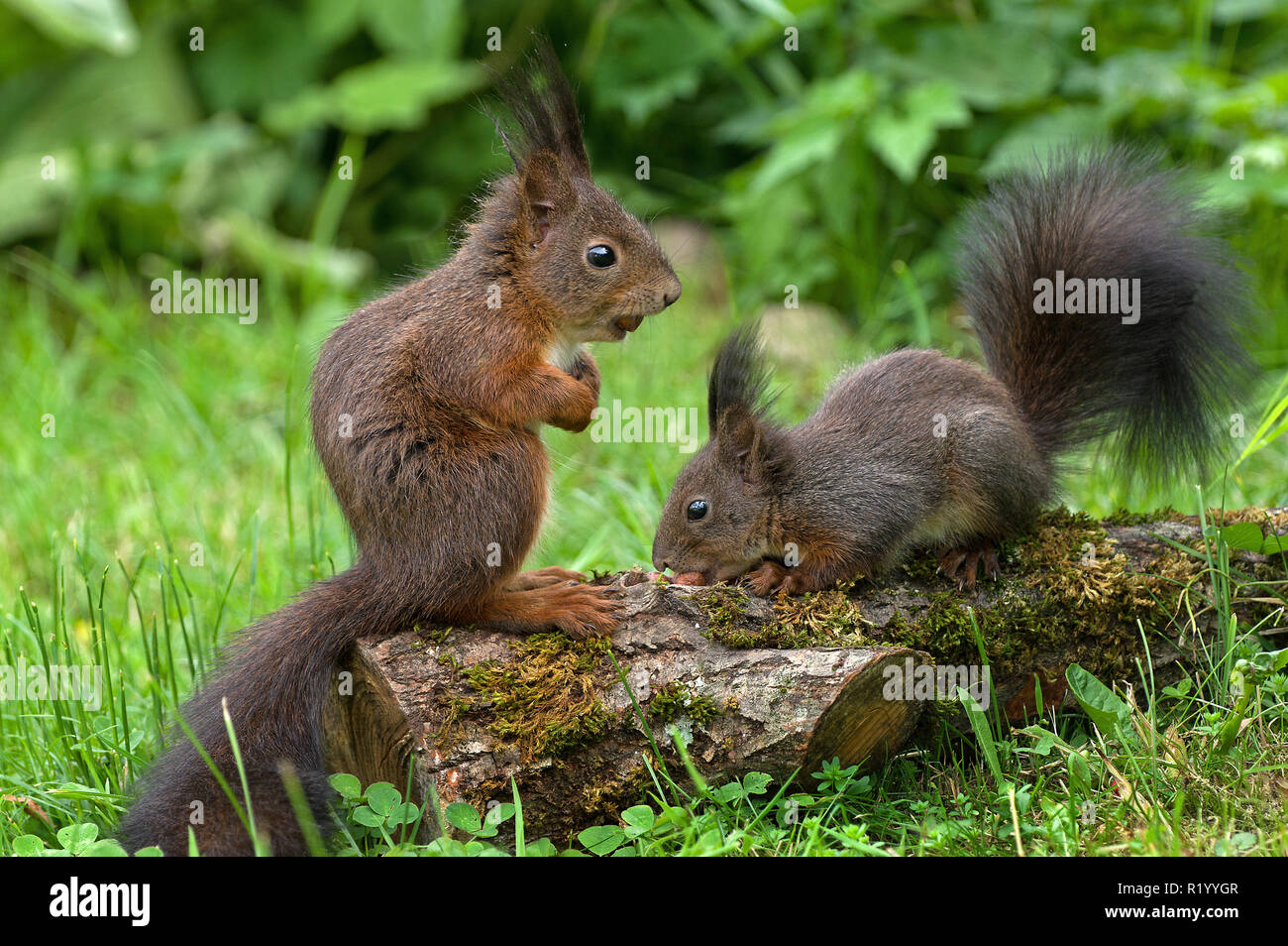 Red Squirrel (Sciurus vulgaris). Couple finding hazelnuts in a garden. Germany Stock Photo