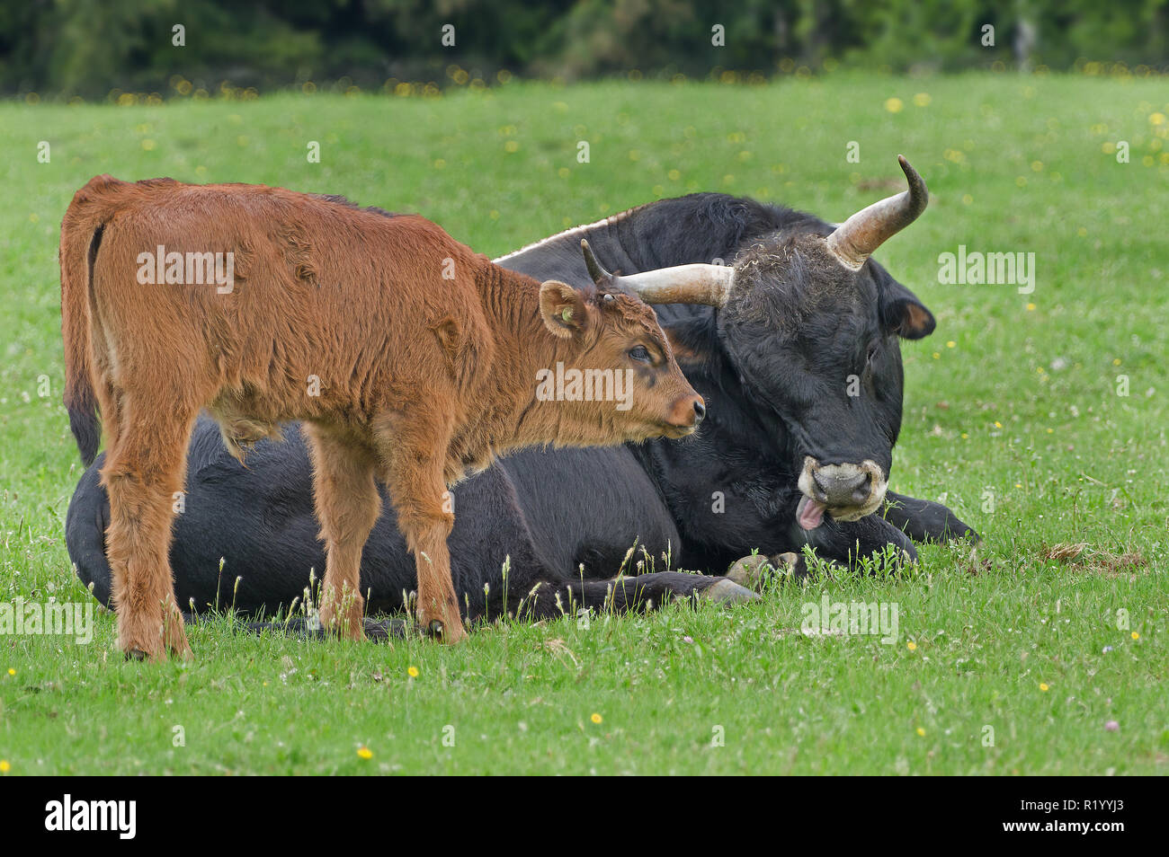 Recreated Aurochs, Heck Cattle (Bos primigenius primigenius). Calf standing next to it resting father. Germany Stock Photo