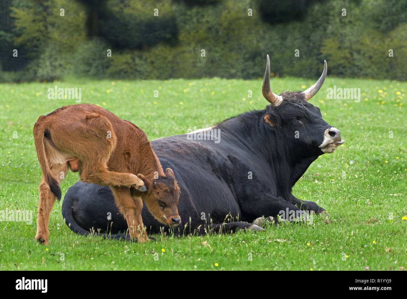 Recreated Aurochs, Heck Cattle (Bos primigenius primigenius). Calf standing next to it resting father, scratching itself. Germany Stock Photo