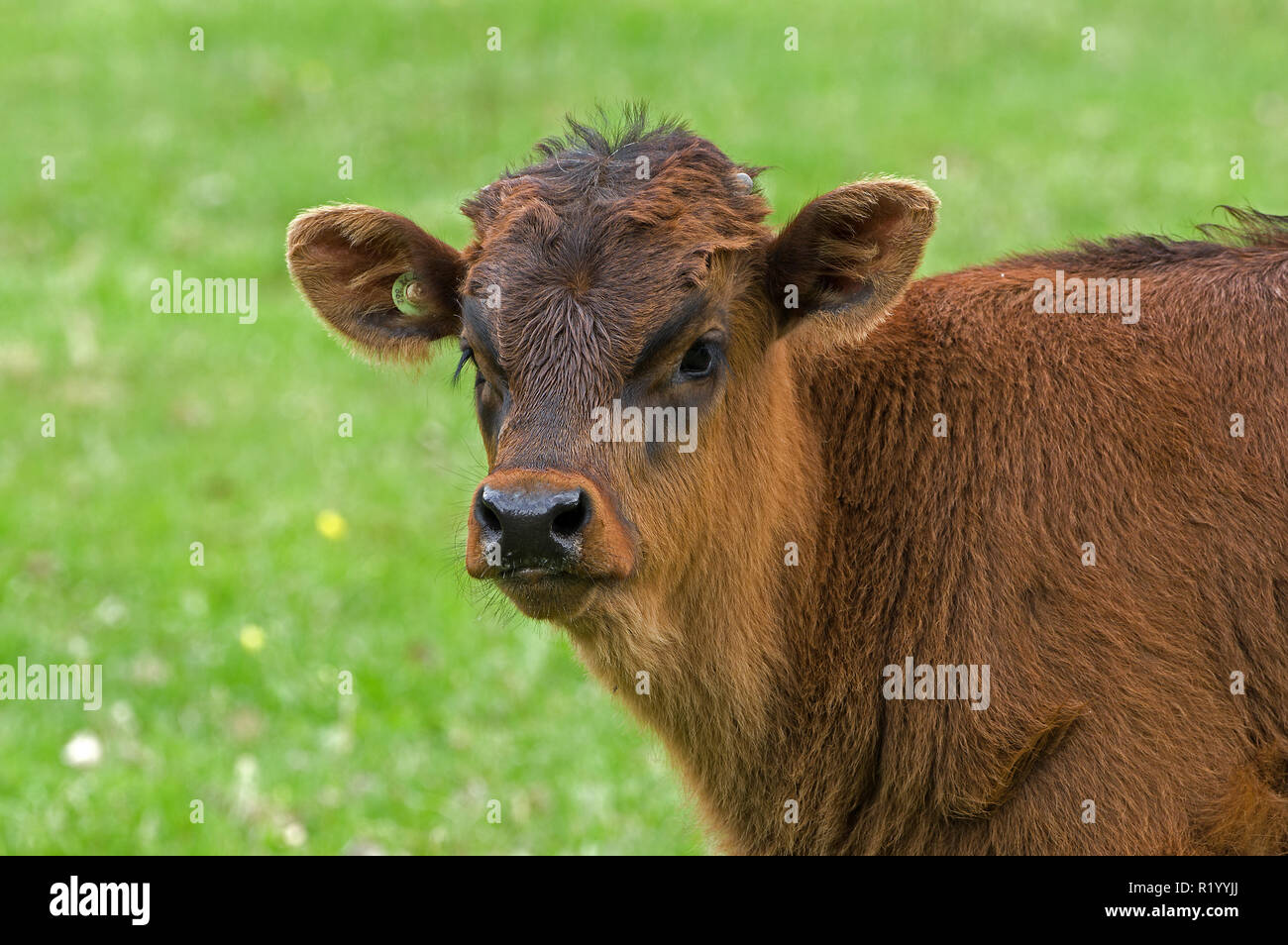 Recreated Aurochs, Heck Cattle (Bos primigenius primigenius), portrait of a calf. Germany Stock Photo