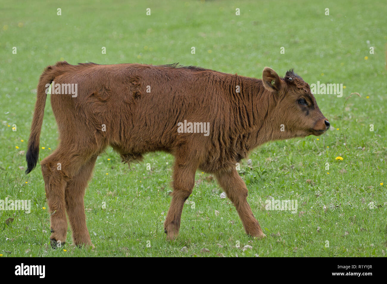 Recreated Aurochs, Heck Cattle (Bos primigenius primigenius). Calf walking on a meadow. Germany Stock Photo