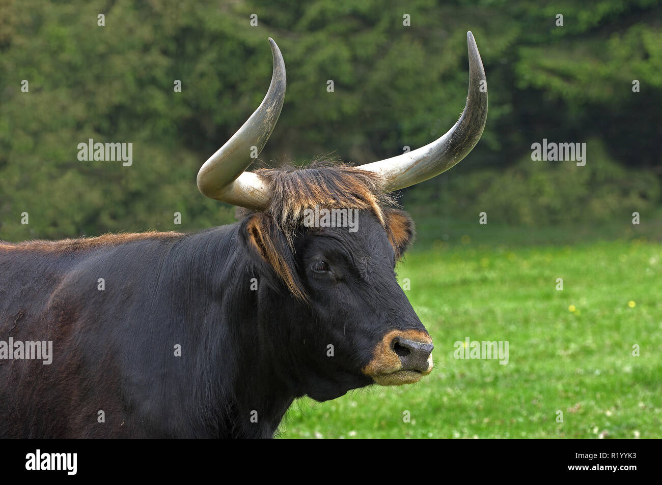 Recreated Aurochs, Heck Cattle (Bos primigenius primigenius), portrait of a cow. Germany Stock Photo