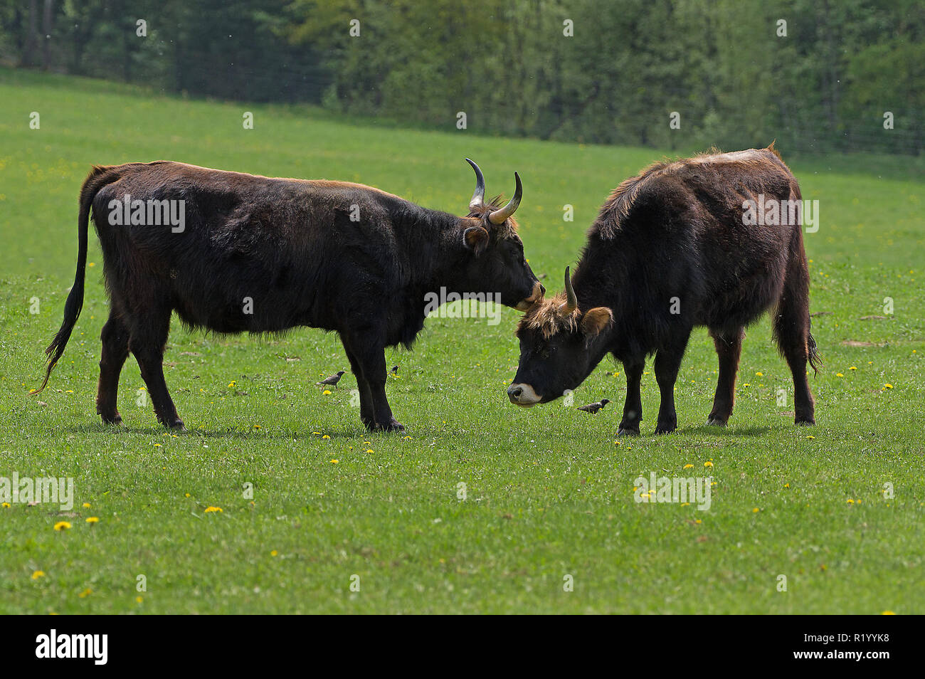 Recreated Aurochs, Heck Cattle (Bos primigenius primigenius). Two cows on a meadow, one grooming the other. Germany Stock Photo