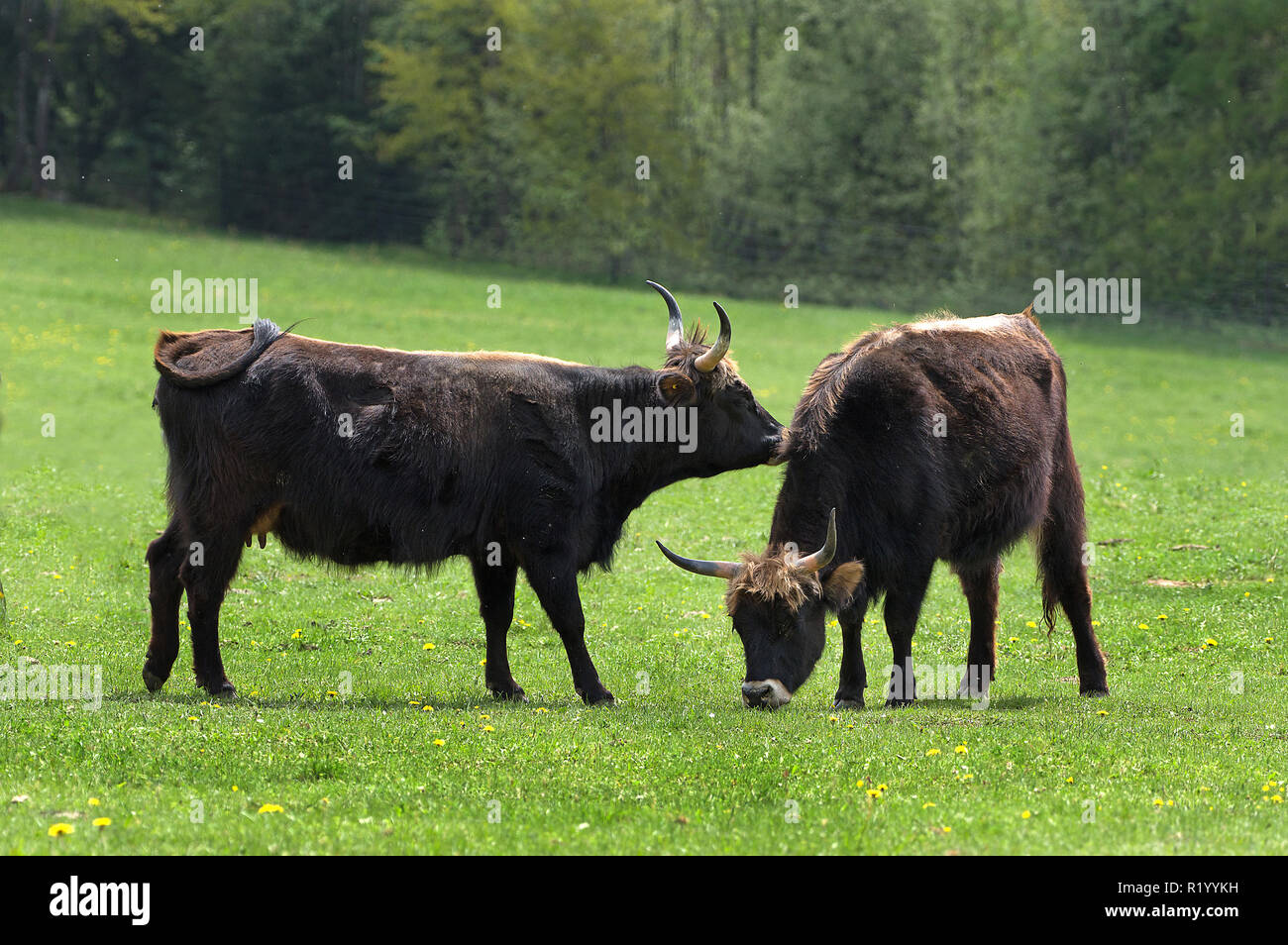 Recreated Aurochs, Heck Cattle (Bos primigenius primigenius). Two cows on a meadow, one sniffing at the other. Germany Stock Photo