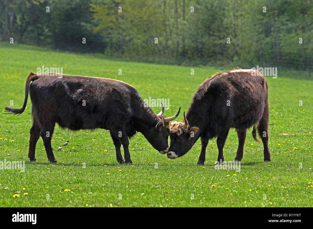 Recreated Aurochs, Heck Cattle (Bos primigenius primigenius). Two cows on a meadow, sniffing at each other. Germany Stock Photo