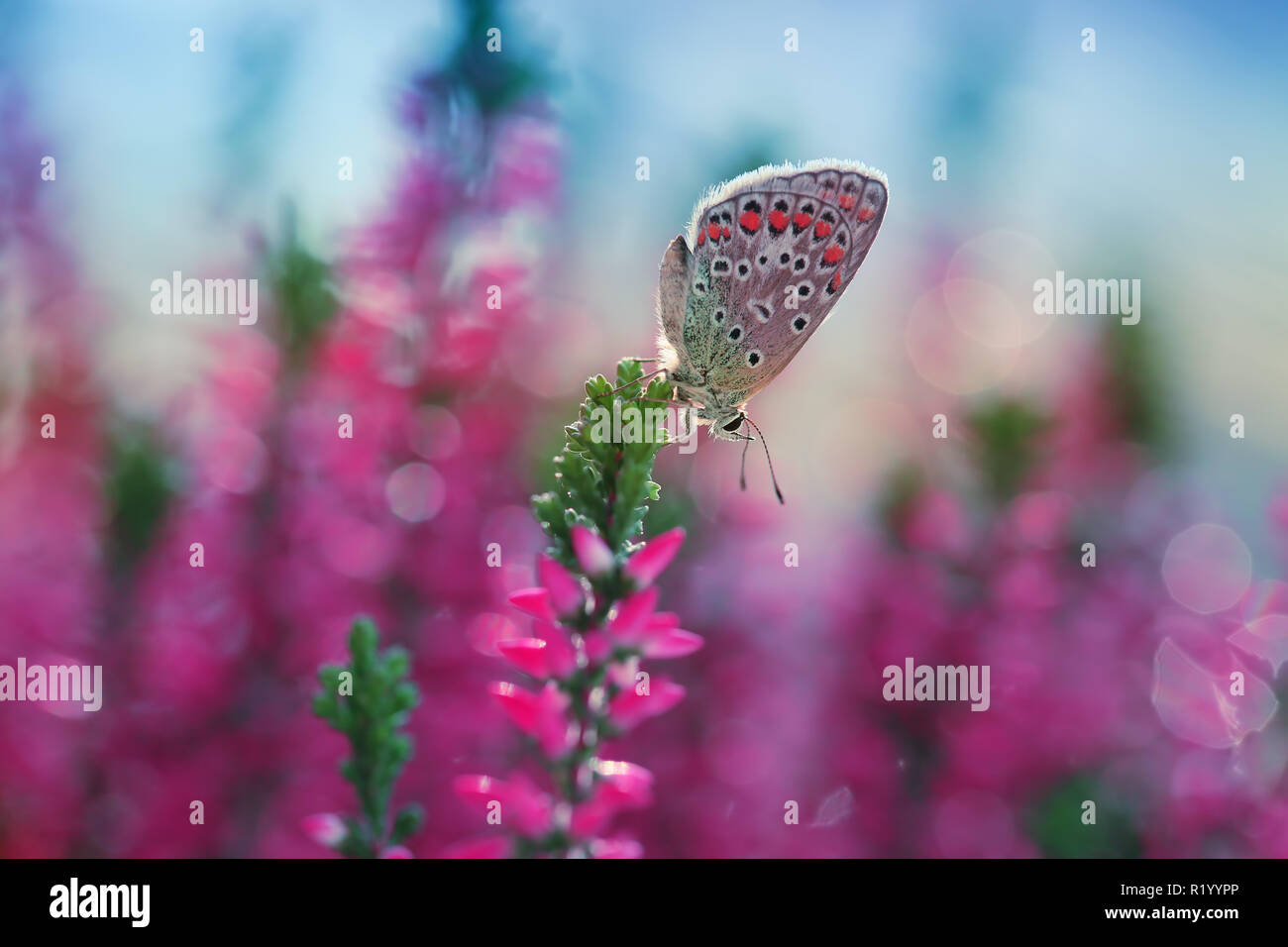 A beautiful butterfly resting on a flower Stock Photo - Alamy
