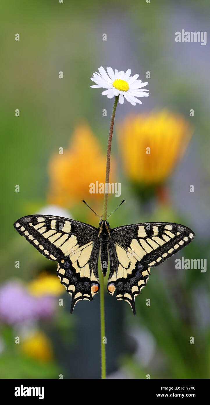 A beautiful butterfly resting on a flower Stock Photo - Alamy