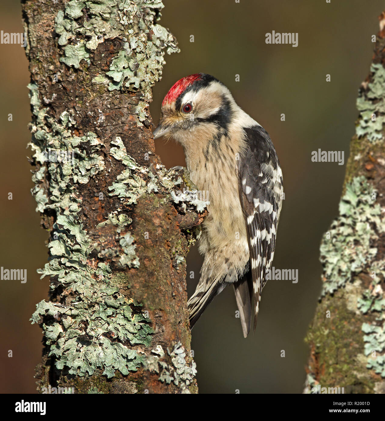 Lesser Spotted Woodpecker (Dryobates minor, Dendrocopos minor). Adult male on lichen-covered branch. Germany Stock Photo