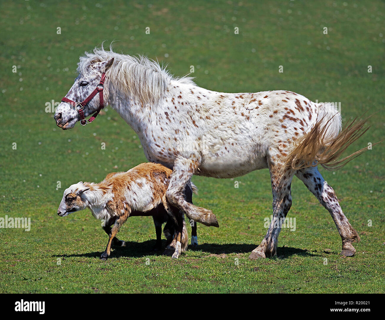 Shetland Pony stumbling over Cameroon Sheep or kicking the sheep ? Germany Stock Photo