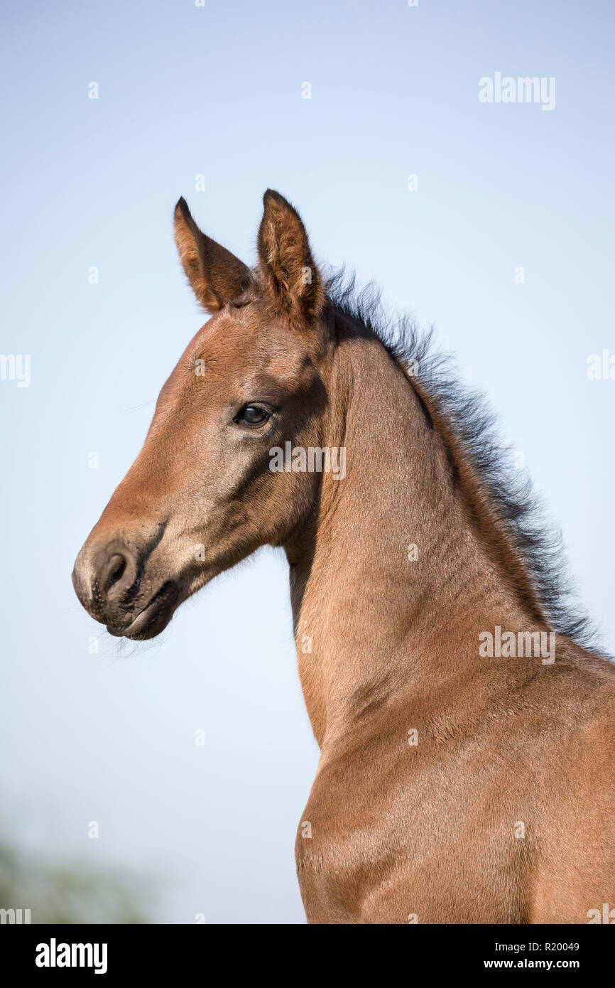 Oldenburg Horse. Portrait of bay colt. Germany Stock Photo