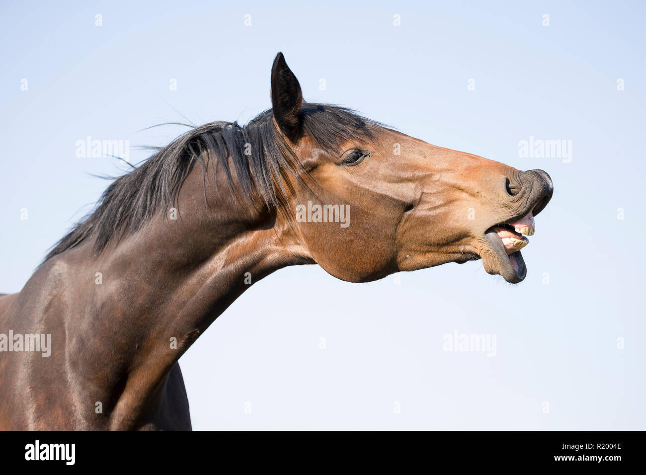 Oldenburg Horse. Bay mare doing the flehmen. Germany Stock Photo