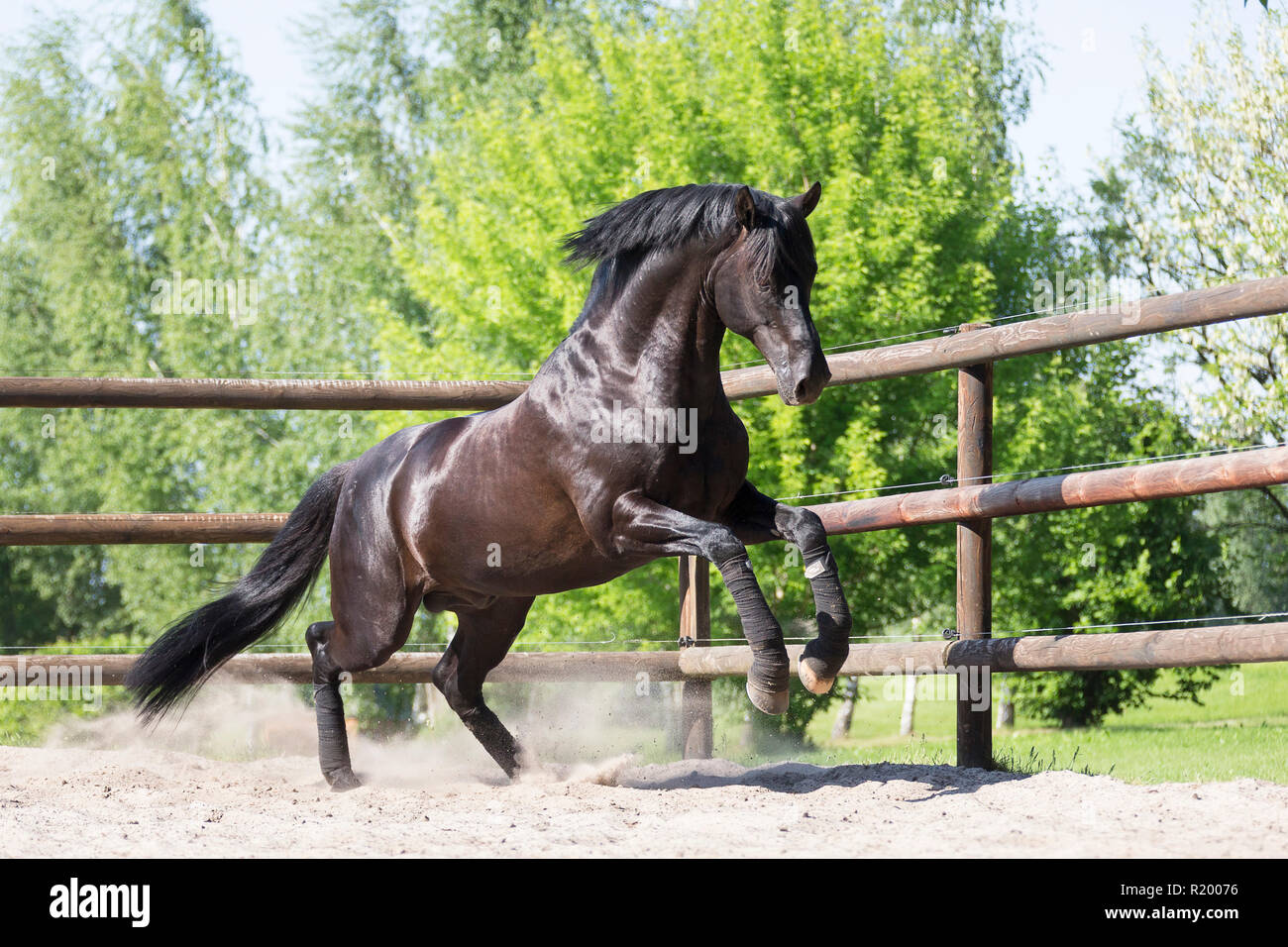 Hanoverian Horse. Black stallion galloping in a paddock. Germany Stock Photo