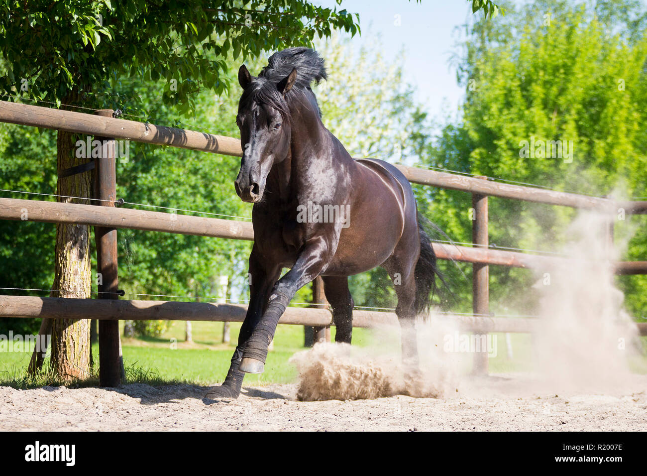 Hanoverian Horse. Black stallion galloping in a paddock. Germany Stock Photo