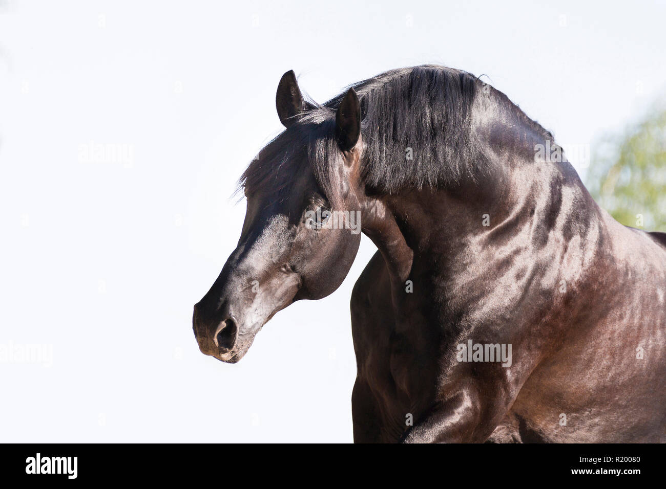 Hanoverian Horse. Portrait of black stallion. Germany Stock Photo