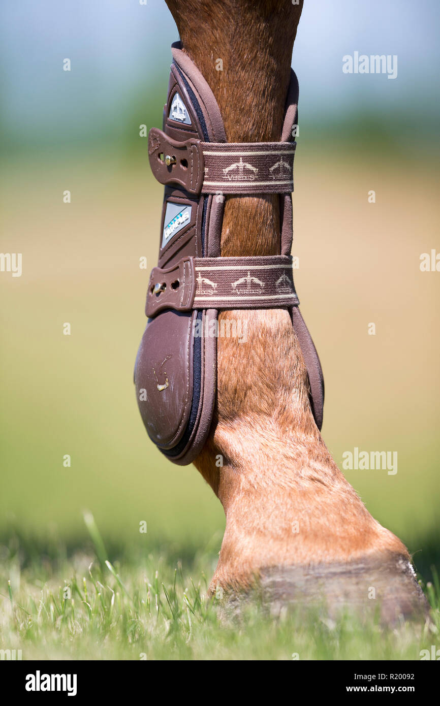 Warmbllod. Leg with brushing boot. Germany Stock Photo
