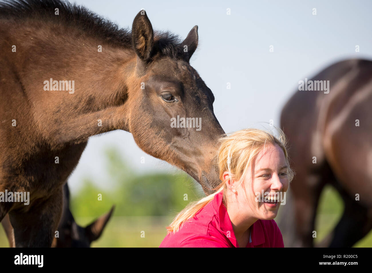 Warmblood. Laughing woman with playful foals on a pasture. Germany Stock Photo