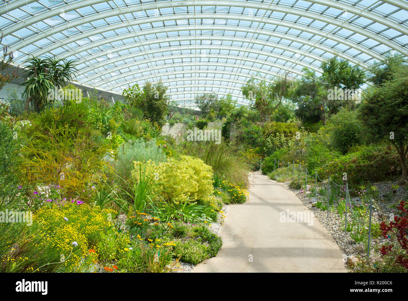 Exotic plants among horticultural exhibits within The Great Glasshouse of the National Botanic Garden of Wales, in Carmarthenshire, UK Stock Photo