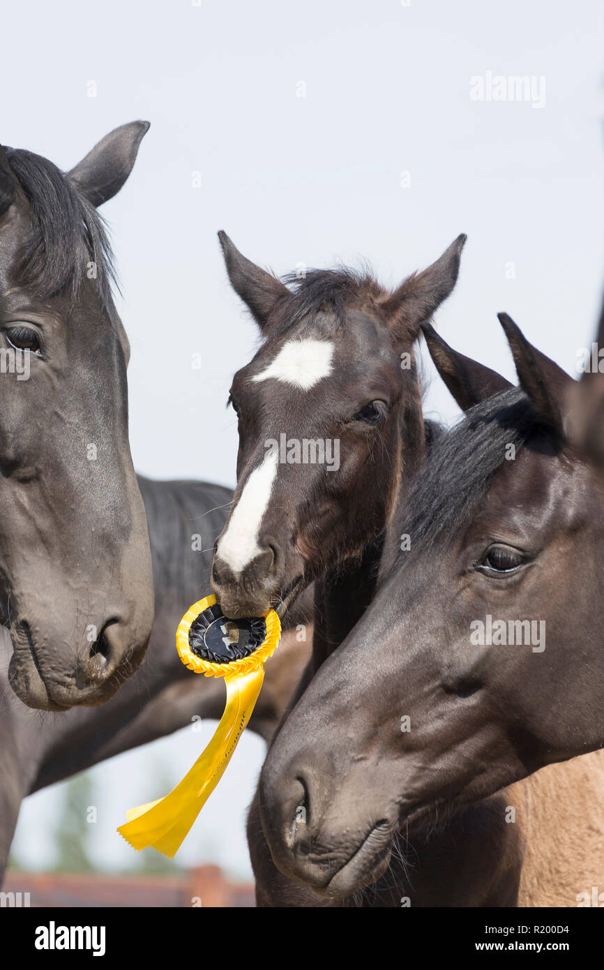 Warmblood. Foal on a pasture playing with prize ribbon. Germany Stock Photo