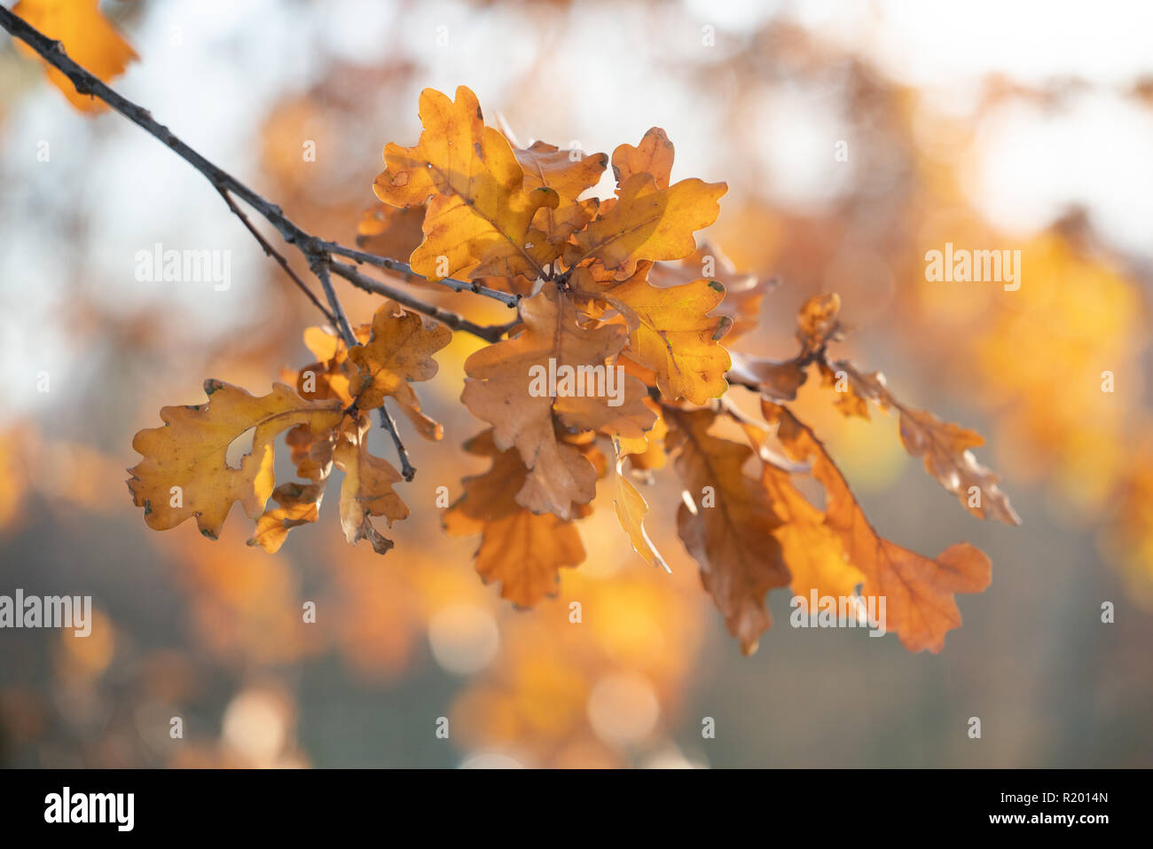 Tree branches with yellow autumn leaves Stock Photo - Alamy