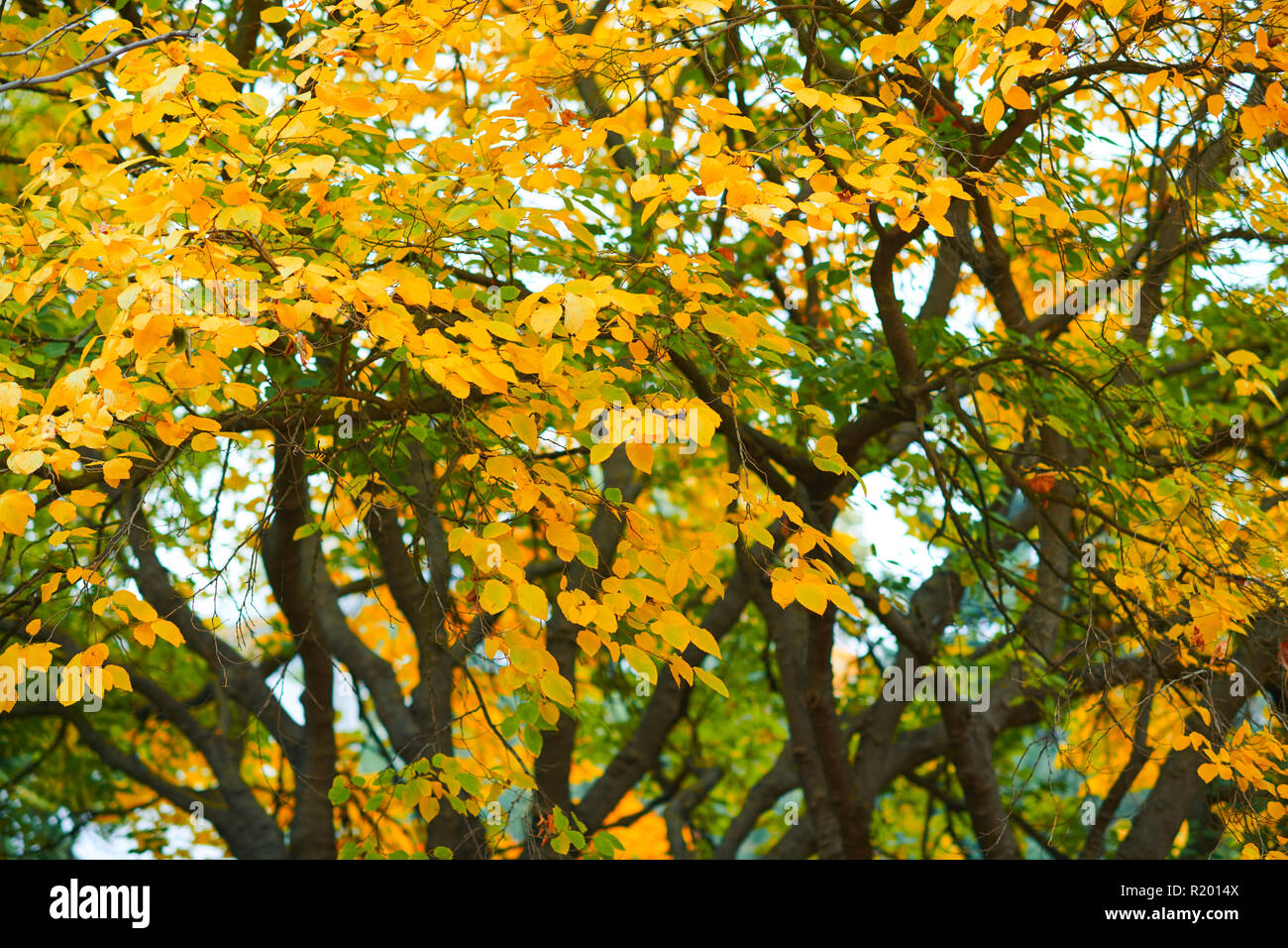 beautiful trees in the autumn season Stock Photo - Alamy