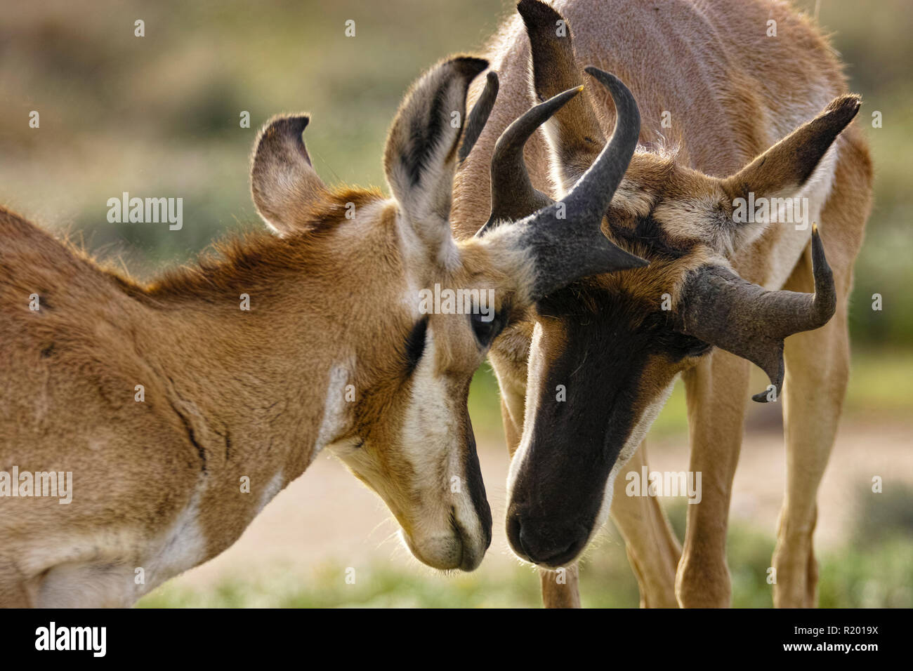 Baja California Pronghorn (Antilocapa americana peninsularis). Old and juvenile male sniffing at each other. The wild population is estimated at 200. Mexico, Baja California Sur, Baja California Desert National Park Stock Photo