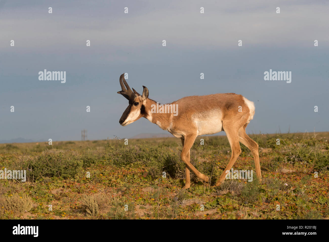 Baja California Pronghorn (Antilocapa americana peninsularis). Adult male walking in semi-desert. The wild population is estimated at 200. Mexico, Baja California Sur, Baja California Desert National Park Stock Photo