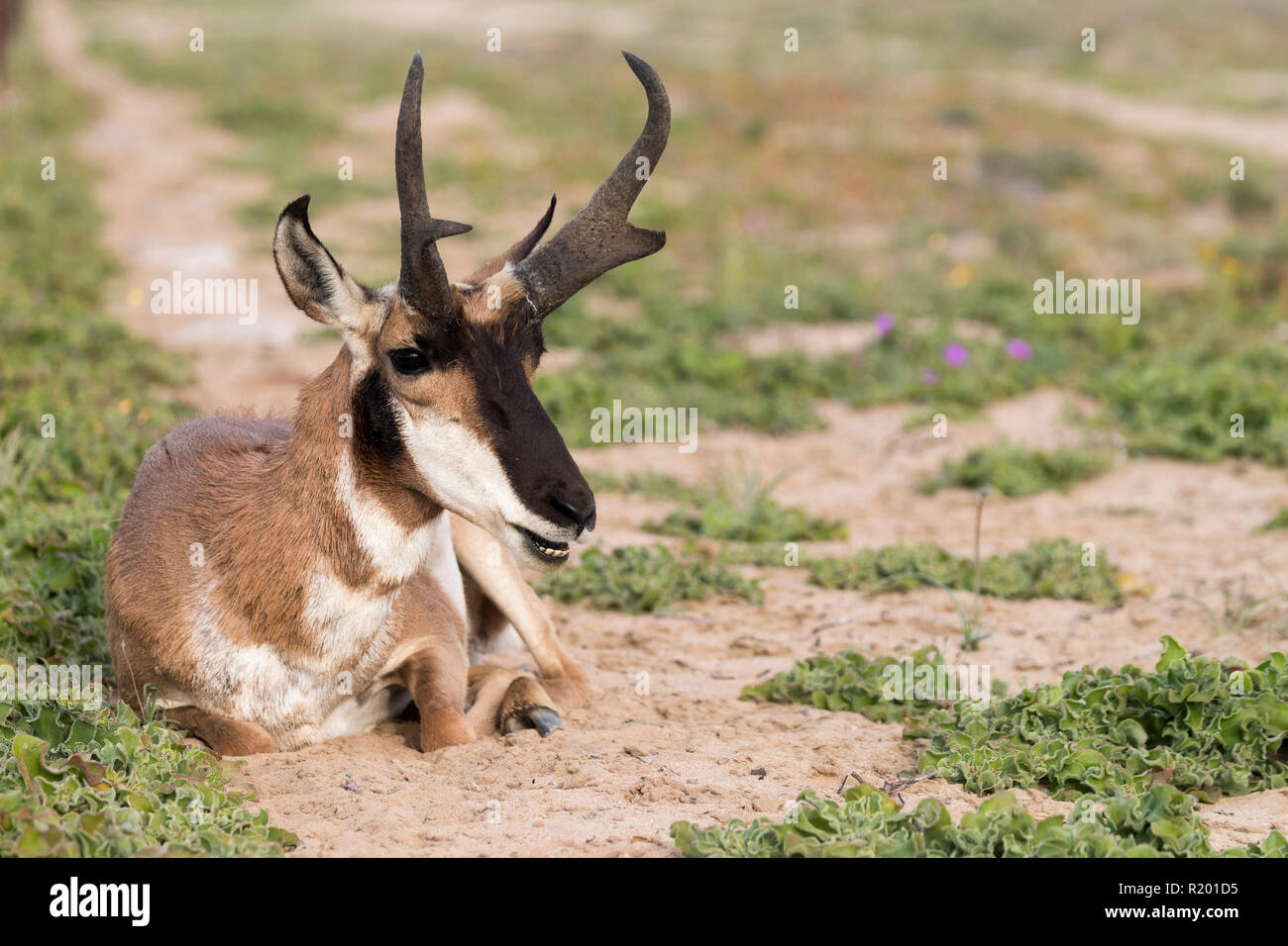 Baja California Pronghorn (Antilocapa americana peninsularis). Adult male lying in semi-desert. The wild population is estimated at 200. Mexico, Baja California Sur, Baja California Desert National Park Stock Photo