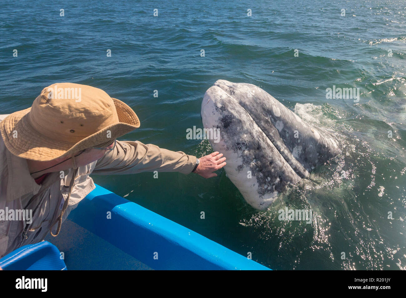 Gray Whale (Eschrichtius robustus). Tourist touching calf. Baja California, Mexico Stock Photo