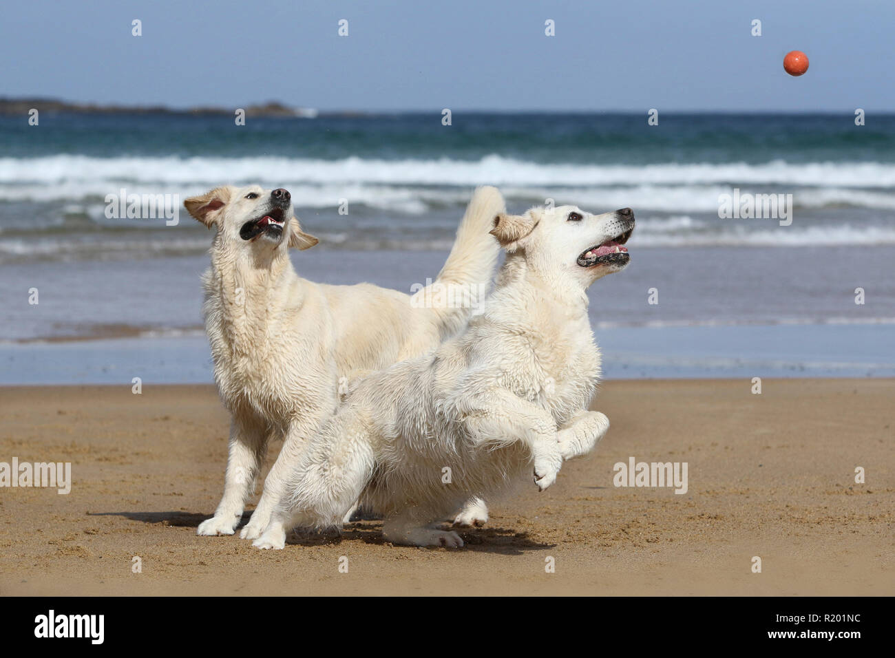Golden Retriever. Mother (9 years old, front) and daughter (2,5 years old, behind) on a beach, playing with a ball. Ireland Stock Photo