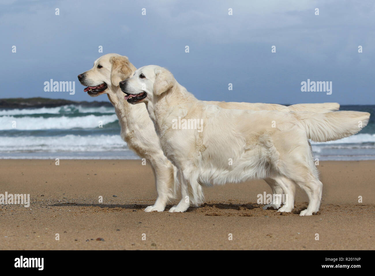 Golden Retriever. Mother (9 years old, front) and daughter (2,5 years old, behind) standing on a beach. Ireland Stock Photo