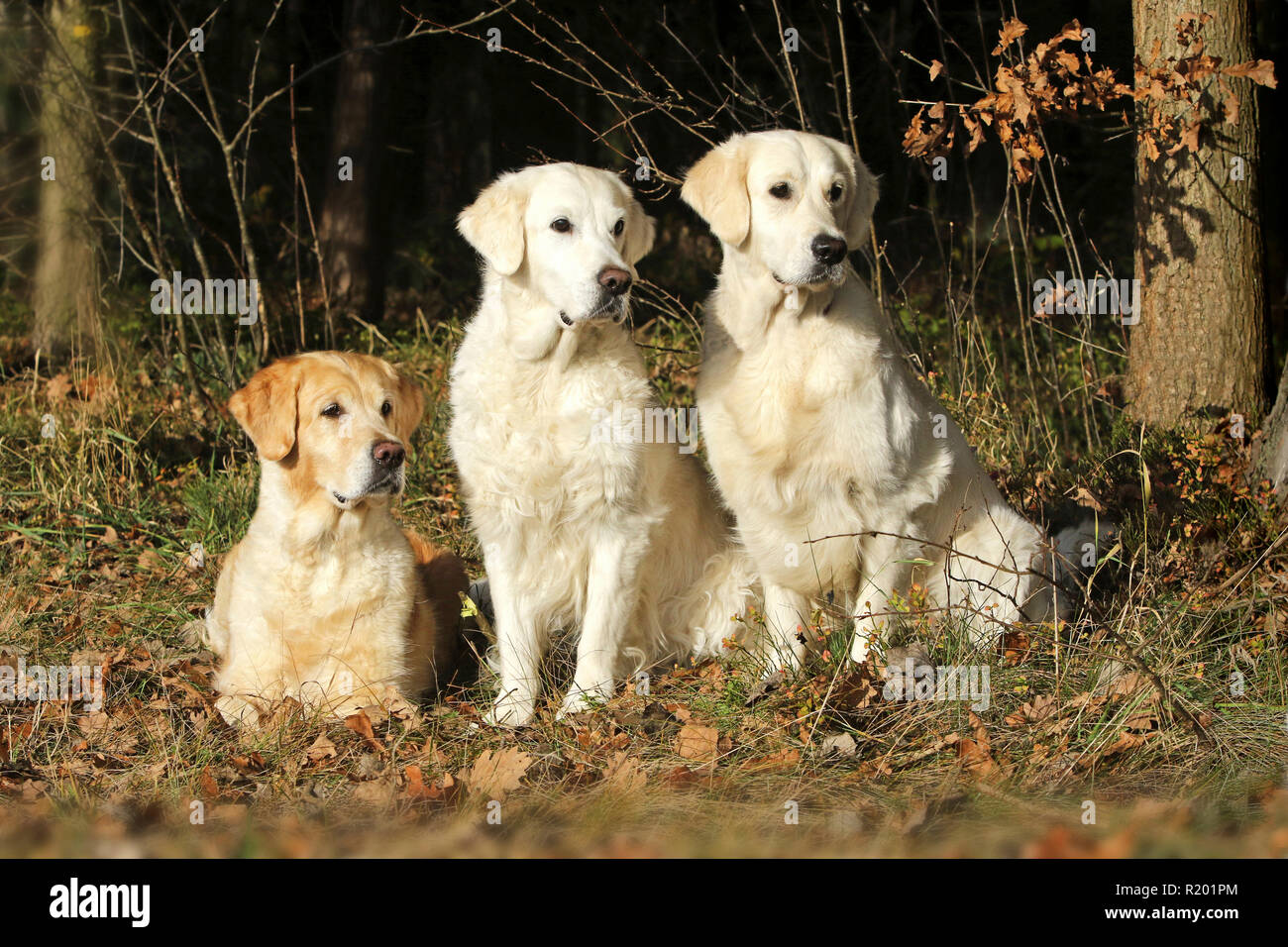 Golden Retriever. Three she-dogs in an autumnal forest: From left to right: Mother (12 years old), daughter (7 years old) and niece or respectively cousin (2 years old). Germany Stock Photo
