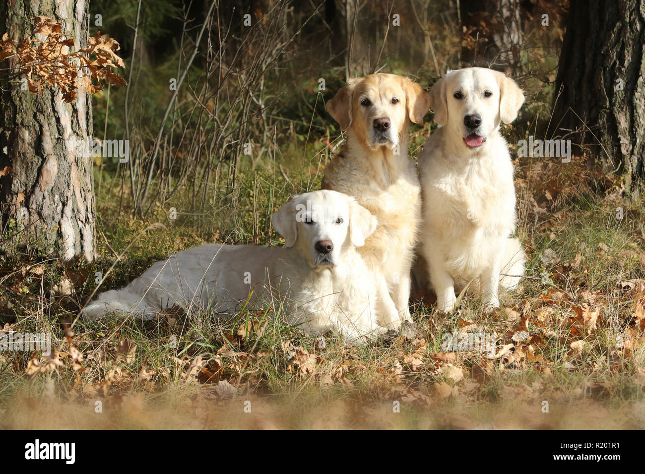 Golden Retriever. Three she-dogs in an autumnal forest: From left to right: Mother (12 years old), daughter (7 years old) and niece or respectively cousin (2 years old). Germany Stock Photo