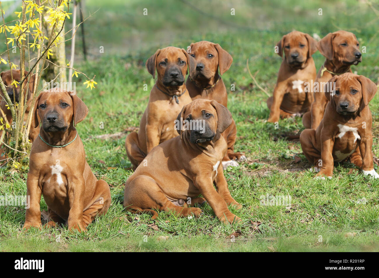 Rhodesian Ridgeback. Seven puppies (7 weeks old) sitting in a garden. Germany Stock Photo