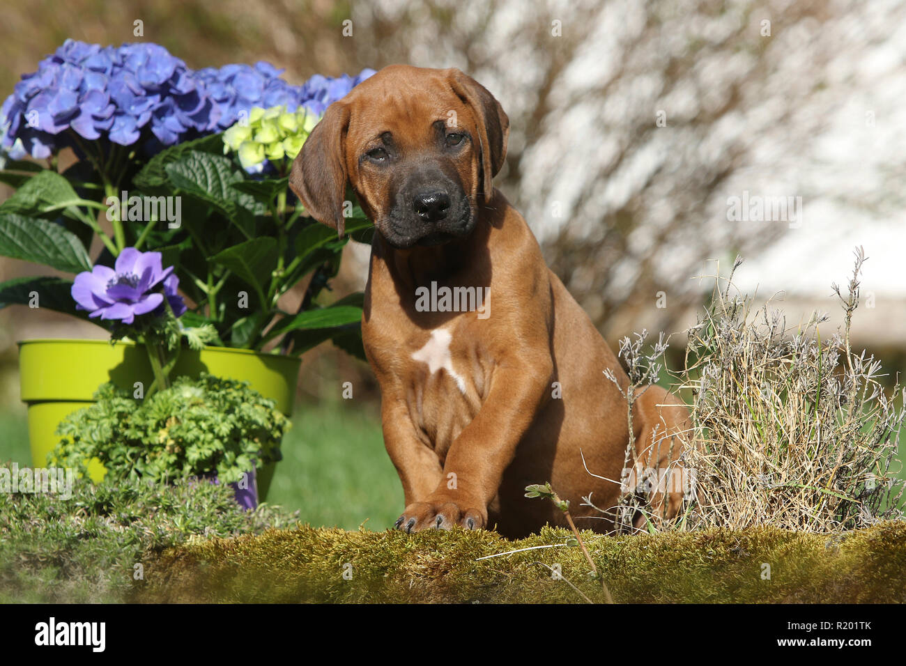 Rhodesian Ridgeback. Puppy (she-dog, 7 weeks old) sitting next to spring flowers in a garden. Germany Stock Photo