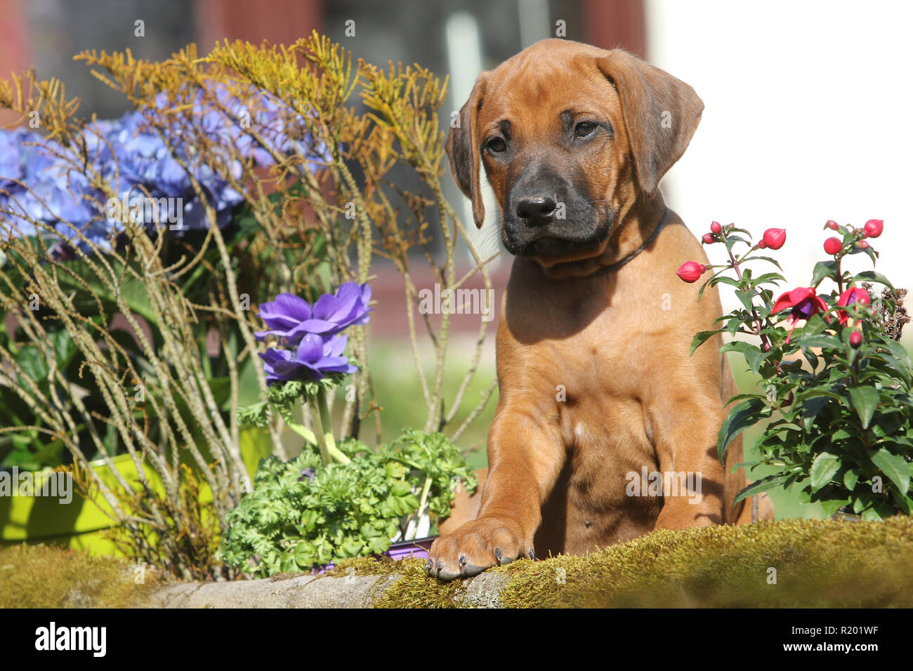 Rhodesian Ridgeback. Puppy (she-dog, 7 weeks old) sitting next to spring flowers in a garden. Germany Stock Photo