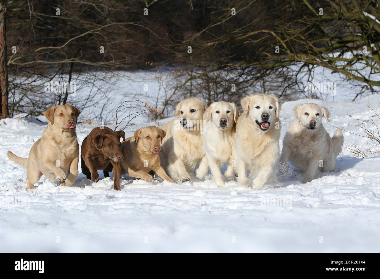 Chesapeake Bay Retriever, left 2 sedge males (2 years old), 1 brown female (6 years old), right: 4 Golden Retriever, from right to left: male and female (10 years old), male and female (5 years old) running in snow. Germany Stock Photo