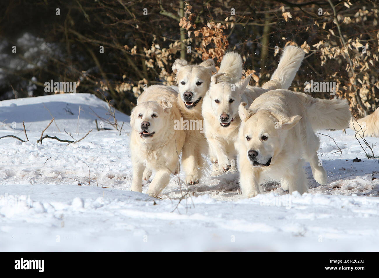 Golden Retriever. Four adult dogs running in snow.: Female and male 10 years old to the right and to the left, in the middle: female and male 5 years old. Germany Stock Photo