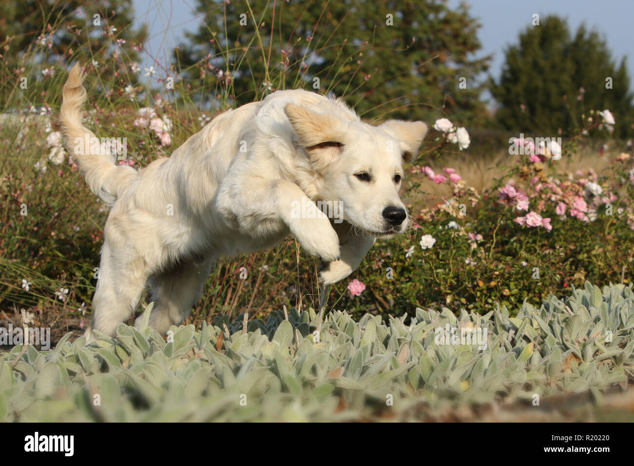 Golden Retriever. Juvenile male (5 month old) jumping over a flowerbed. Germany Stock Photo
