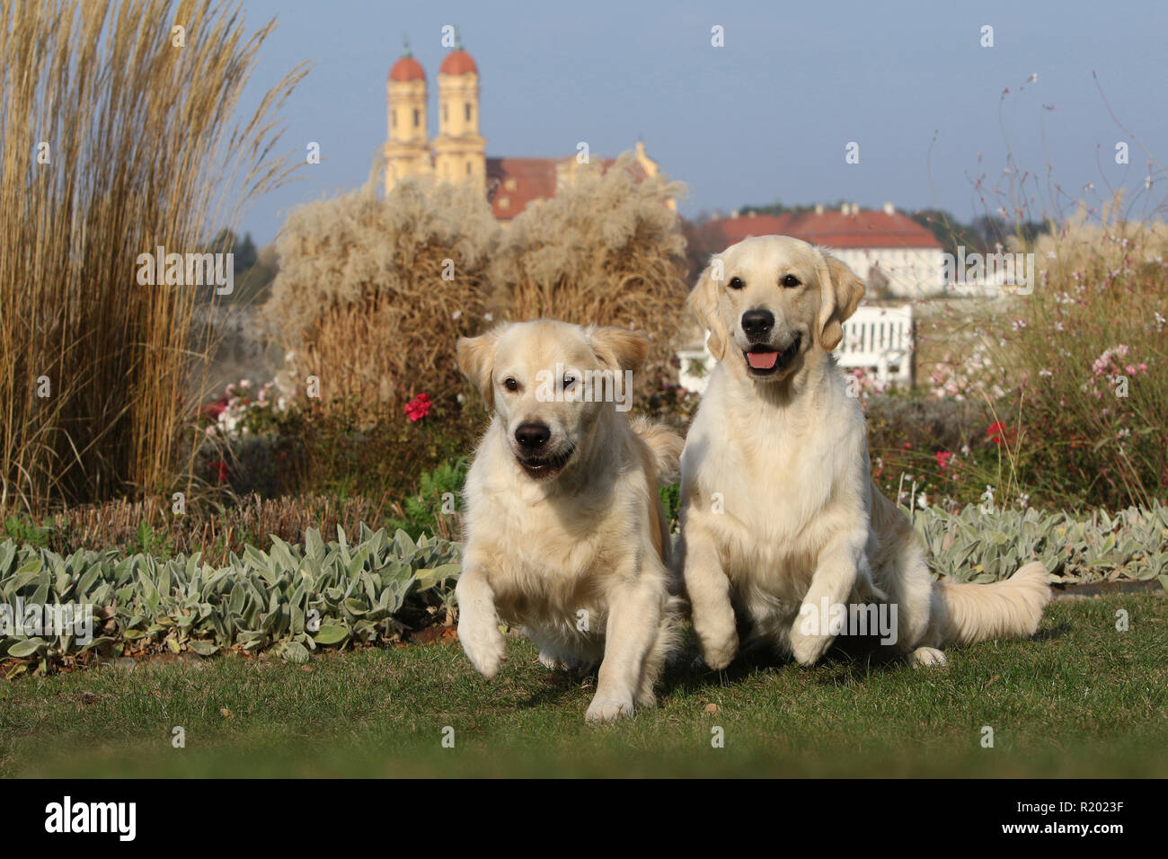 Golden Retriever. Two males (half-brothers, left 5 years old and right 1,5 years old) jumping in a park. Germany Stock Photo