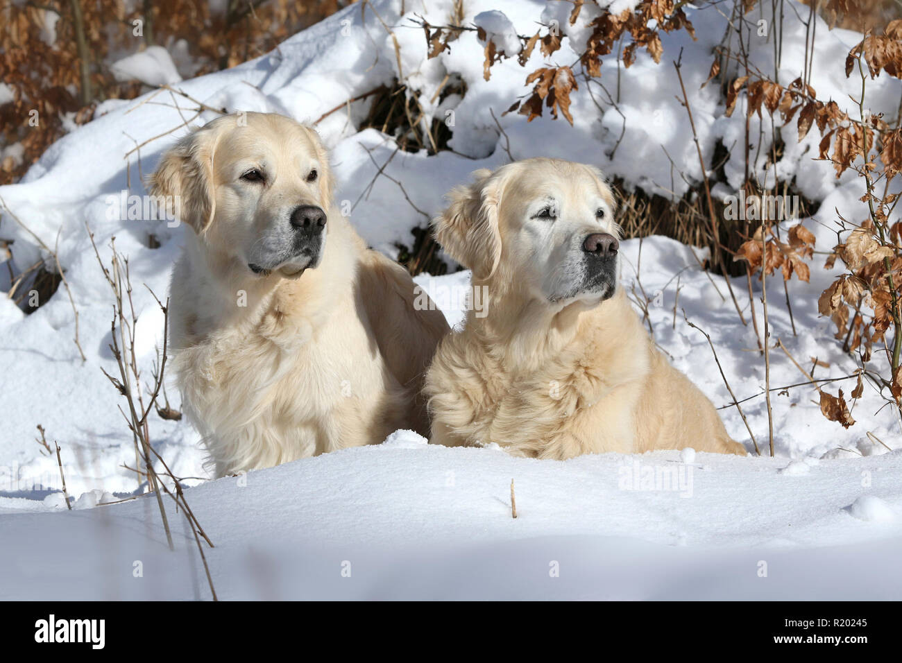 Golden Retriever. Uncle (10 years old, left) and nephew (5 years old, right) sitting next to each other in snow. Germany Stock Photo