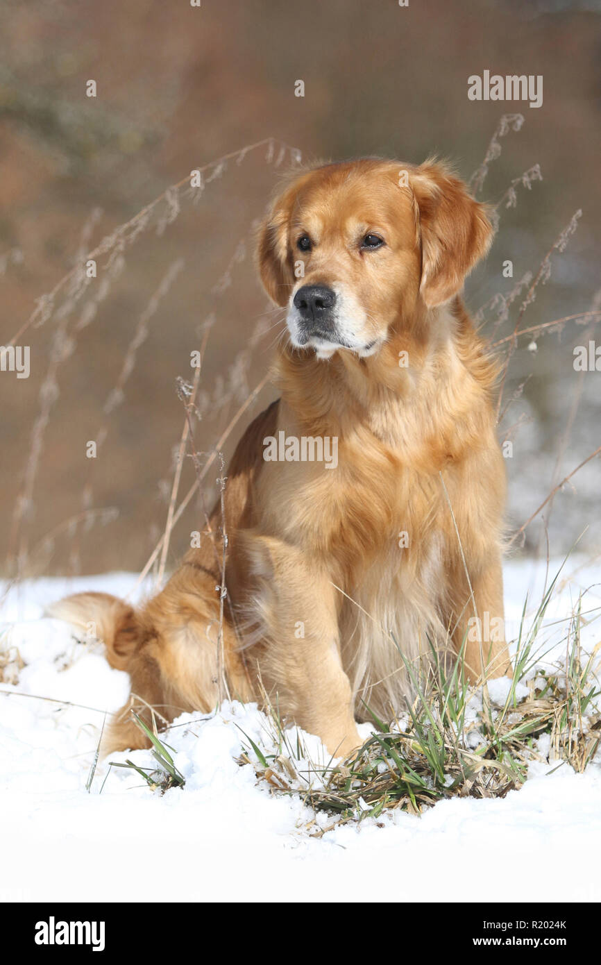 Golden Retriever. Male (8 years old) sitting in snow. Germany Stock Photo