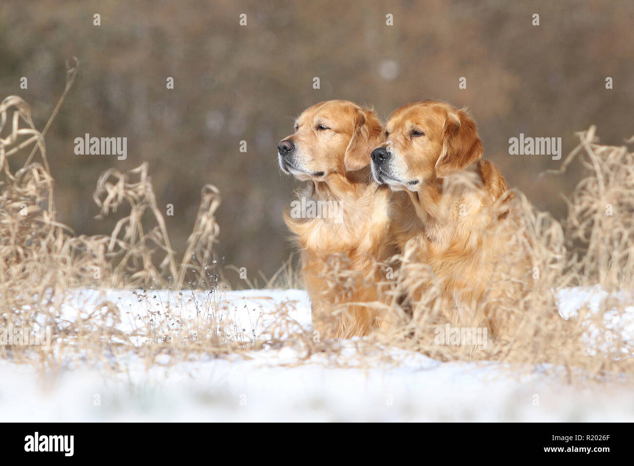 Golden Retriever. Father (8 years old, front) and son (3 years old, behind) sitting next to each other in snow. Germany Stock Photo