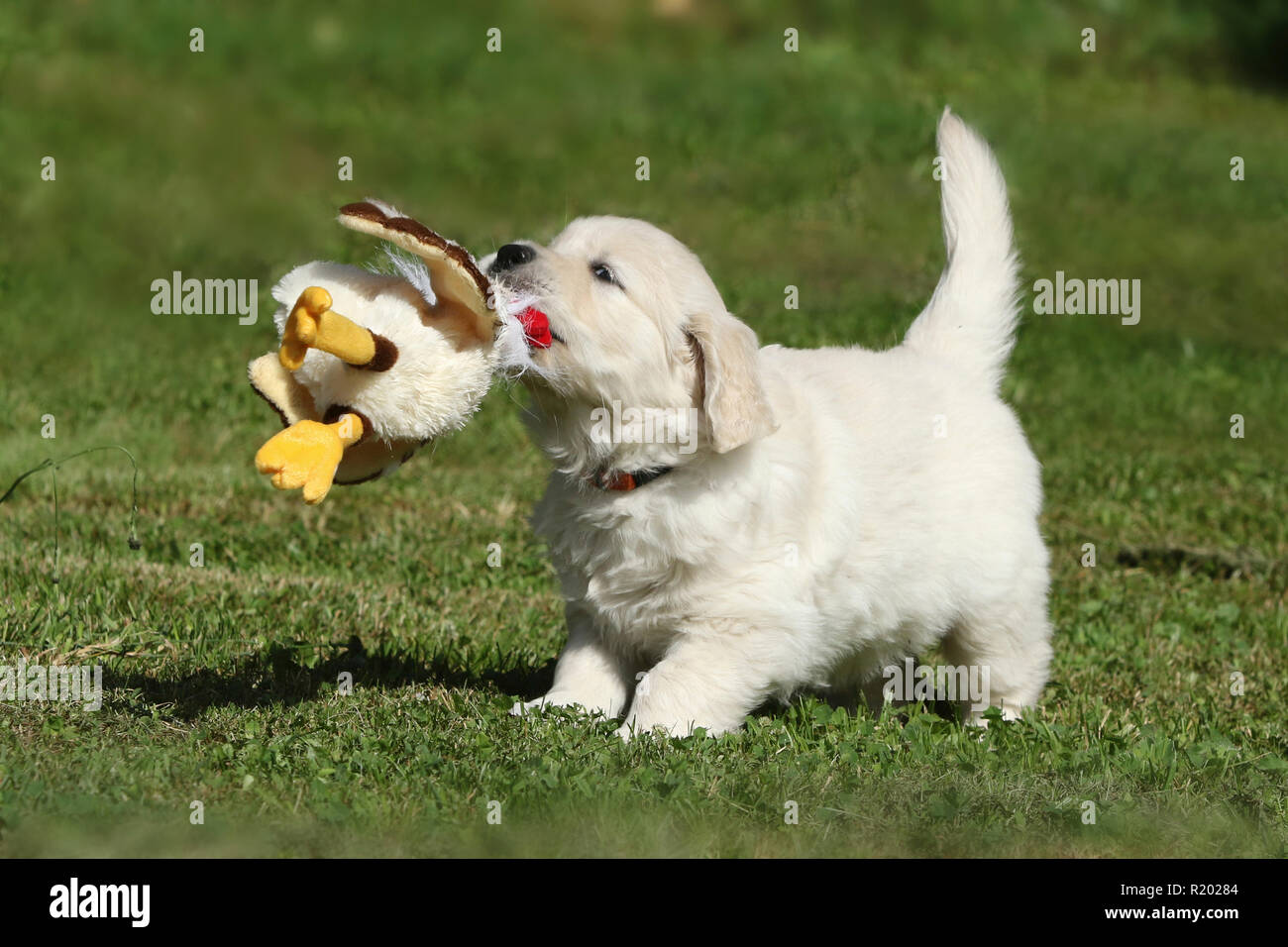 Golden Retriever. Puppy (female, 7 weeks old) playing with a toy duck. Germany Stock Photo