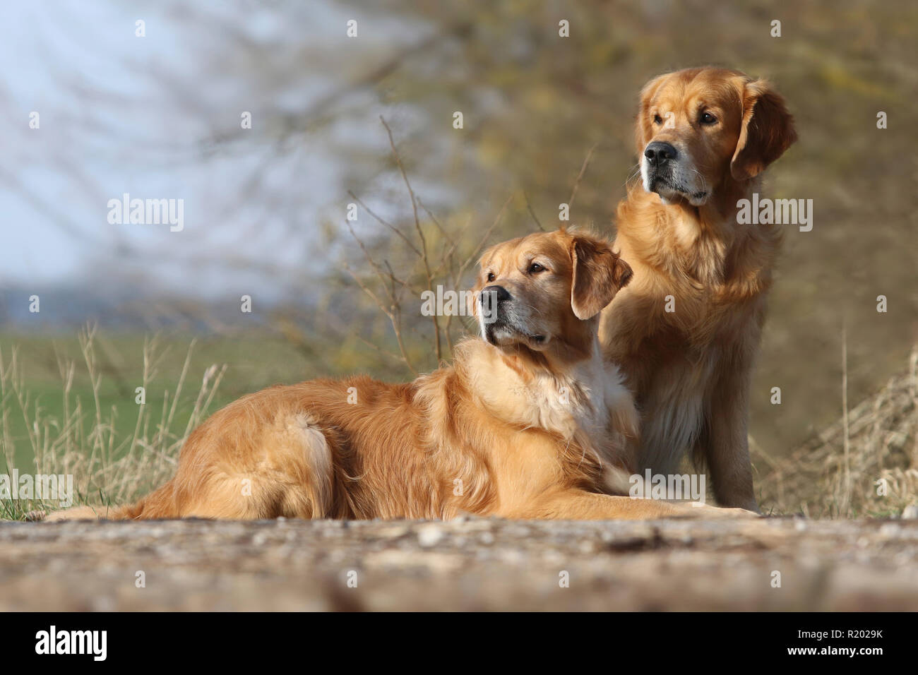 Golden Retriever. Father (8 years old) lying next to its sitting son (3 years old). Germany Stock Photo