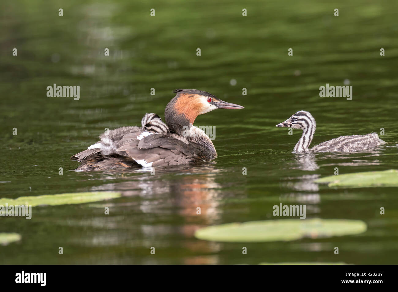 Great Crested Grebe (Podiceps cristatus). Adult swimming with chick on the back, meeting another chick on a pond. Germany. Stock Photo